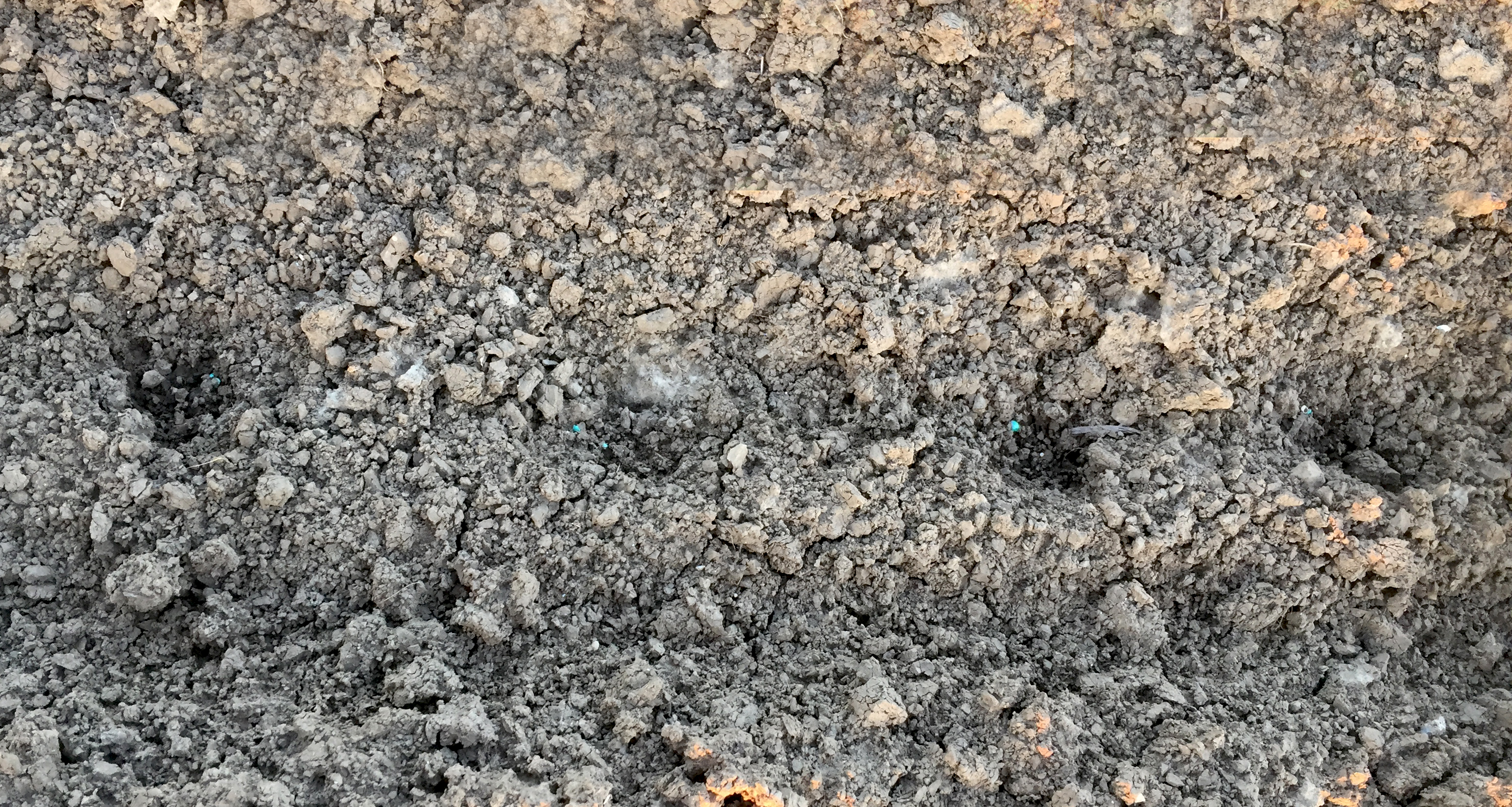 Foto 1. Schade door muizen kenmerkt zich door restjes van opengebroken pillenzaad en een klein kuiltje in de grond, vaak meters achter elkaar. Het aanbieden van alternatief voer en zaaien bij voldoende hoge temperatuur in vochtige grond beperkt schade.